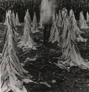 Tobacco Field (self-portrait)