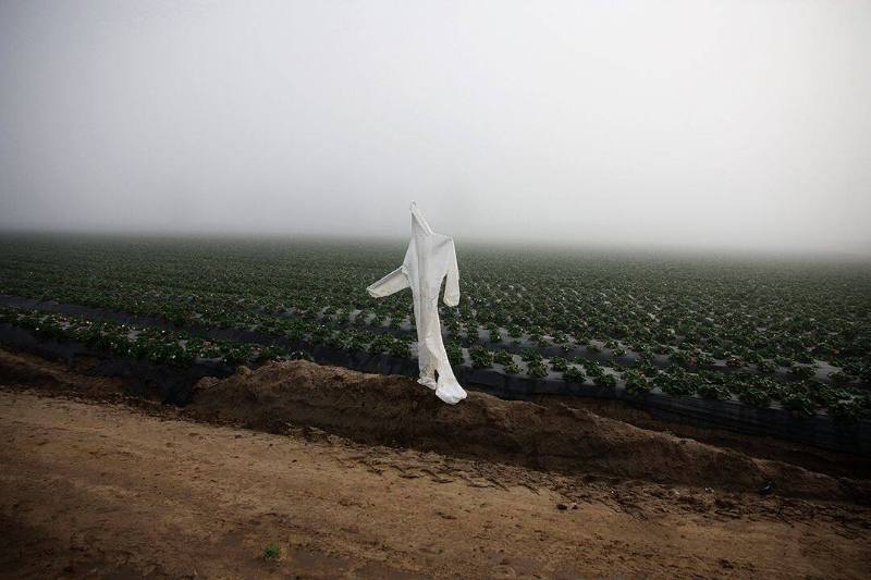 Scarecrow, Oxnard, CA