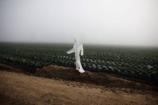 Scarecrow, Oxnard, CA