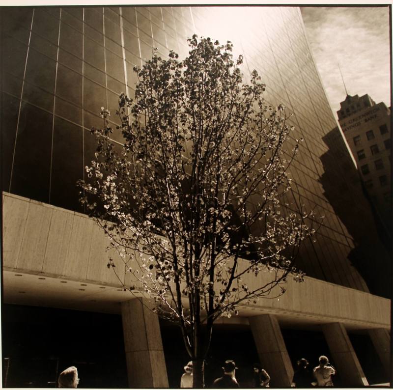 City Tree, New York City