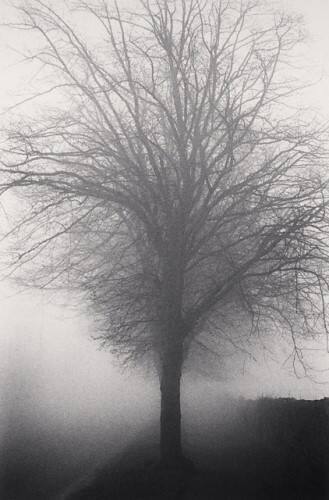 Tree, Kilkenny, Ireland