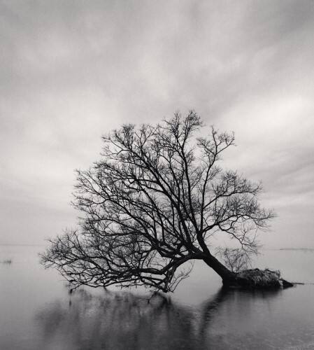 Falling Tree, Nagahama, Honshu, Japan