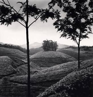 Tea Estates, Study 1, Munnar, India