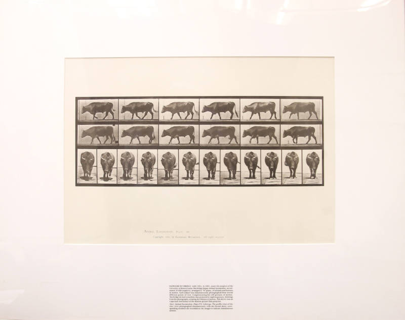 Steer, Animal Locomotion, Plate 670