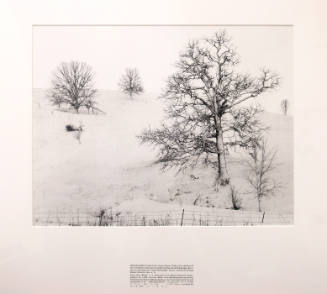 Three Trees, Winter