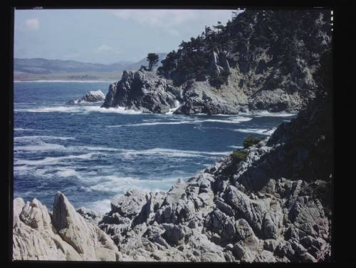 Untitled (Point Lobos)