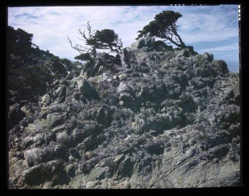 Untitled (Point Lobos)