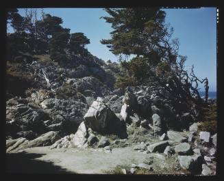 Untitled (Point Lobos)