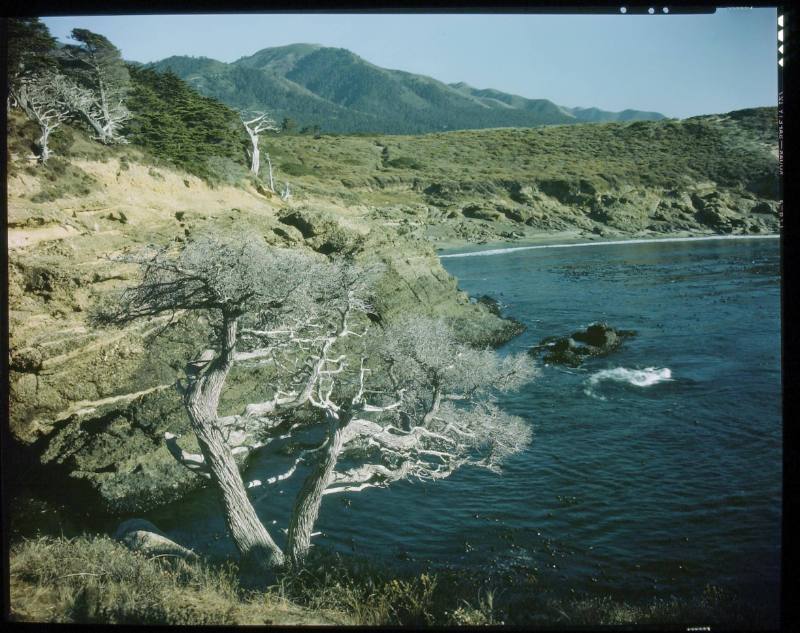 Untitled (Point Lobos)