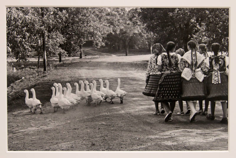 Geese/Hungary