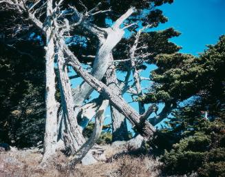 Untitled (Cypress, Point Lobos)