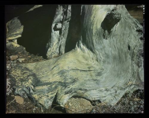 Untitled (Cypress, Point Lobos)