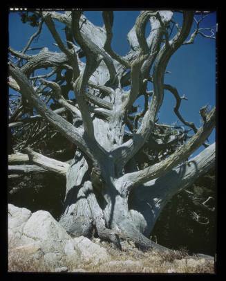 Untitled (Cypress, Point Lobos)