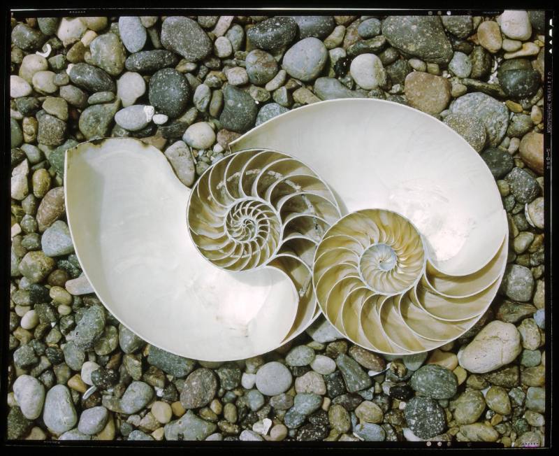 Untitled (Nautilus Shells)
