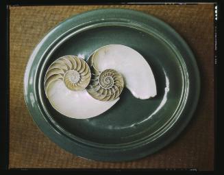 Untitled (Nautilus Shells and Dish)