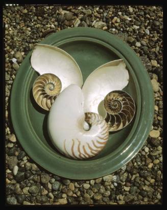 Untitled (Nautilus Shells and Dish)