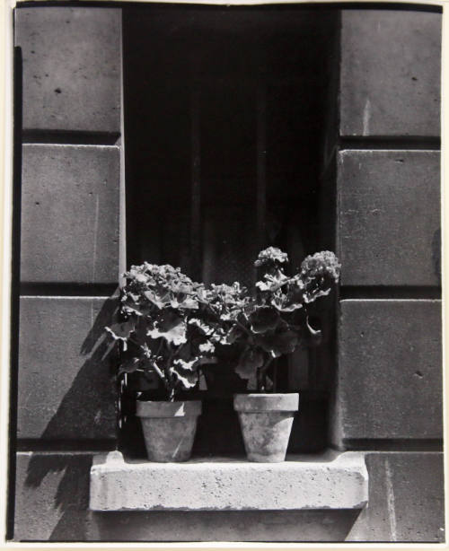 Potted flowers on window ledge, Paris