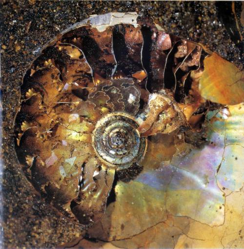 Ammonite