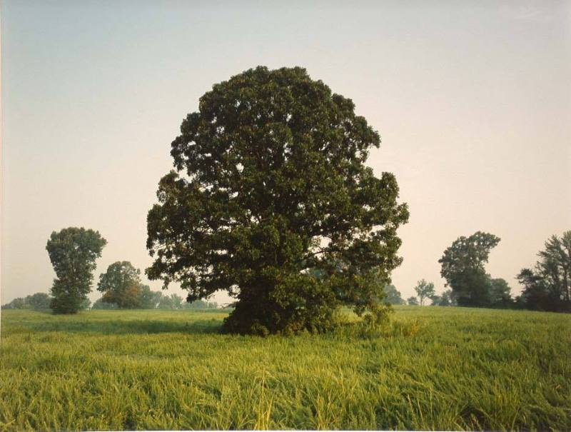 Alfalfa off Bragg #2, Shelby County