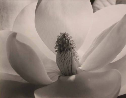 Imogen Cunningham