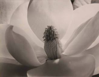 Magnolia Blossom