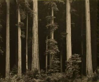 Redwoods, Bull Creek Flat, (Rockefeller Grove) Northern California