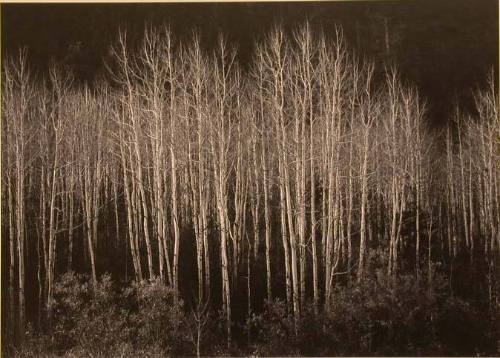 Aspens at Dawn, Colorado