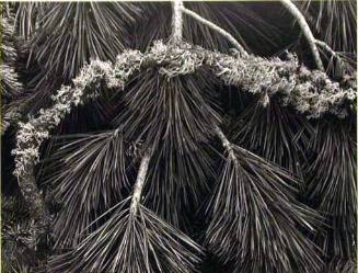 Pine Branches, Yosemite Valley