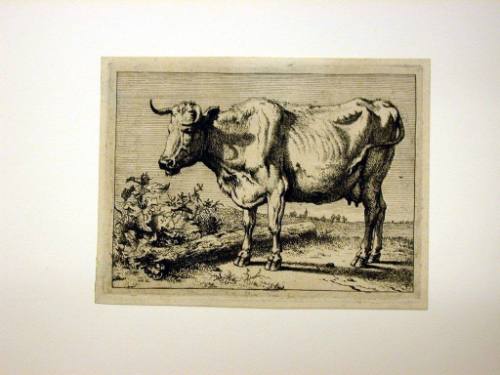 The Cow with the  Crumpled Horn
