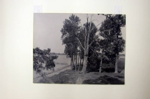 Trees At Fox Lake, Wisconsin