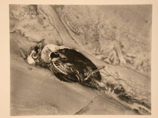 Dead Bird, Point Lobos